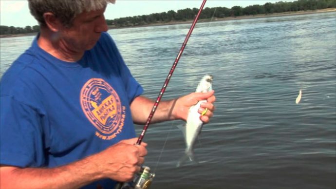 Fishing for sabrefish: what to catch, where and when, fishing for spinning and float