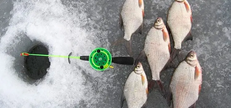 Fishing for silver bream in winter, tackle for fishing in the course, fishing for mormyshka