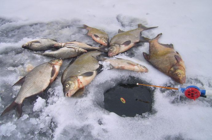 Fishing for silver bream in winter, tackle for fishing in the course, fishing for mormyshka