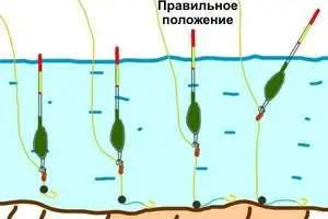 Fishing for tench on a float rod: equipment, bait and bait