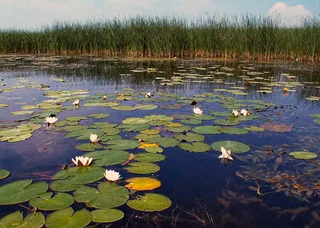 Fishing for tench on a float rod: equipment, bait and bait