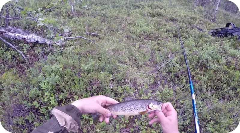 Fishing for trout on a float rod: bait and bait