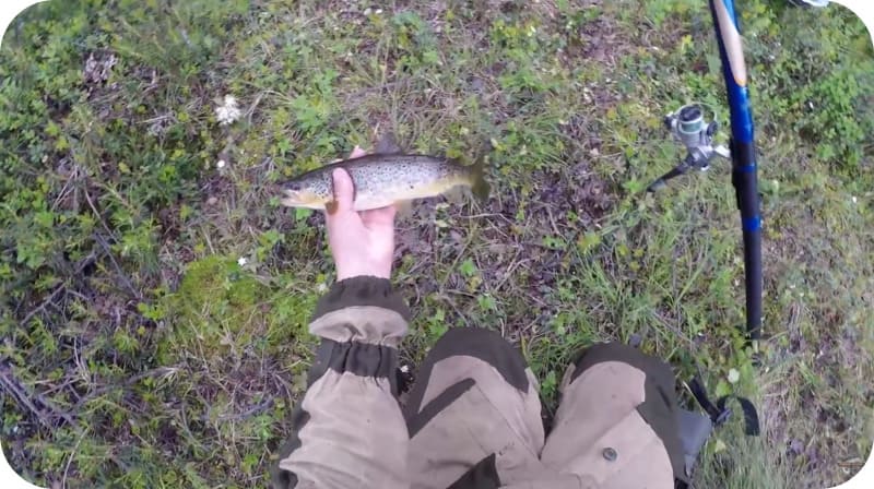 Fishing for trout on a float rod: bait and bait