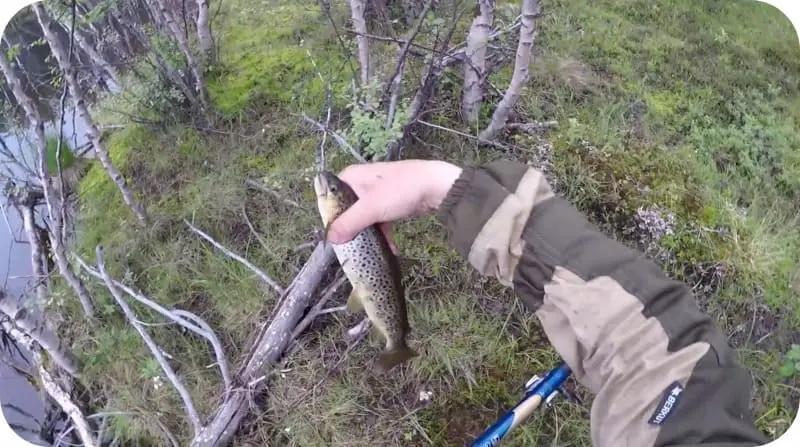 Fishing for trout on a float rod: bait and bait