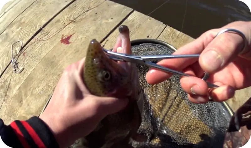 Fishing for trout on a float rod: bait and bait