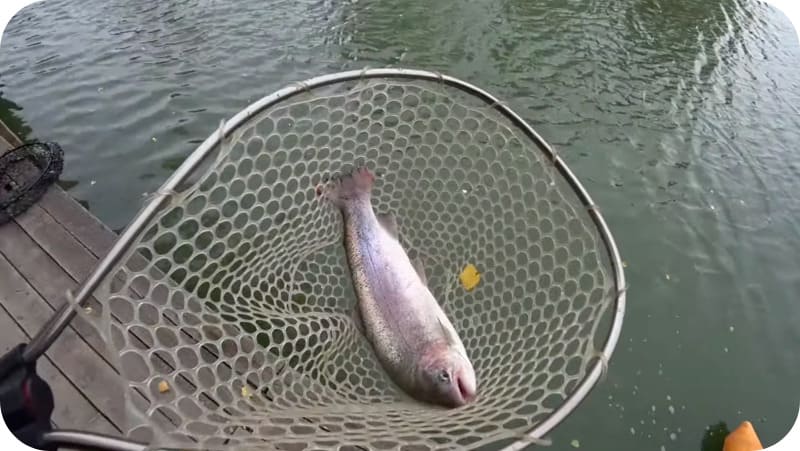 Fishing for trout on a float rod: bait and bait