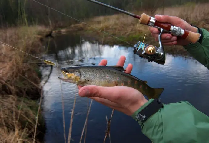 Fishing for trout on spinning on paysites, how to choose spinning