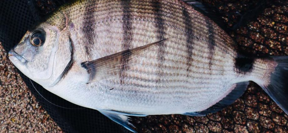 Memancing ikan air tawar putih: cara menangkap ikan air tawar putih dengan tongkat pelampung dari perahu di musim semi dan musim panas