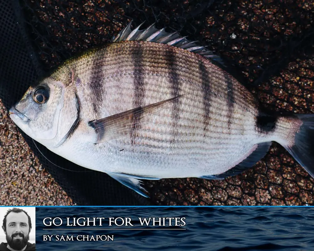 Fishing for white bream: ways to catch white bream with a float rod from a boat in spring and summer