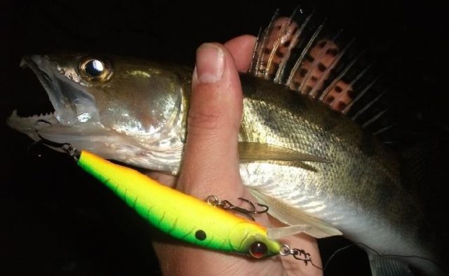 Fishing for zander in spring, summer, autumn and winter
