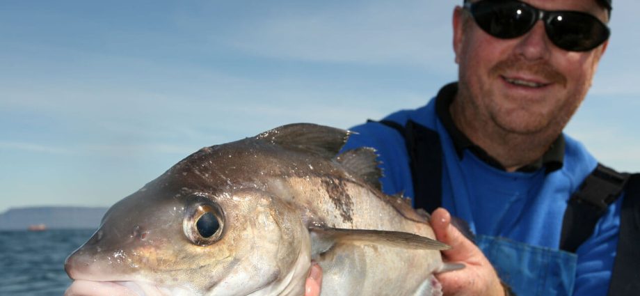 Memancing Haddock sambil berputar: tempat dan cara menangkap ikan