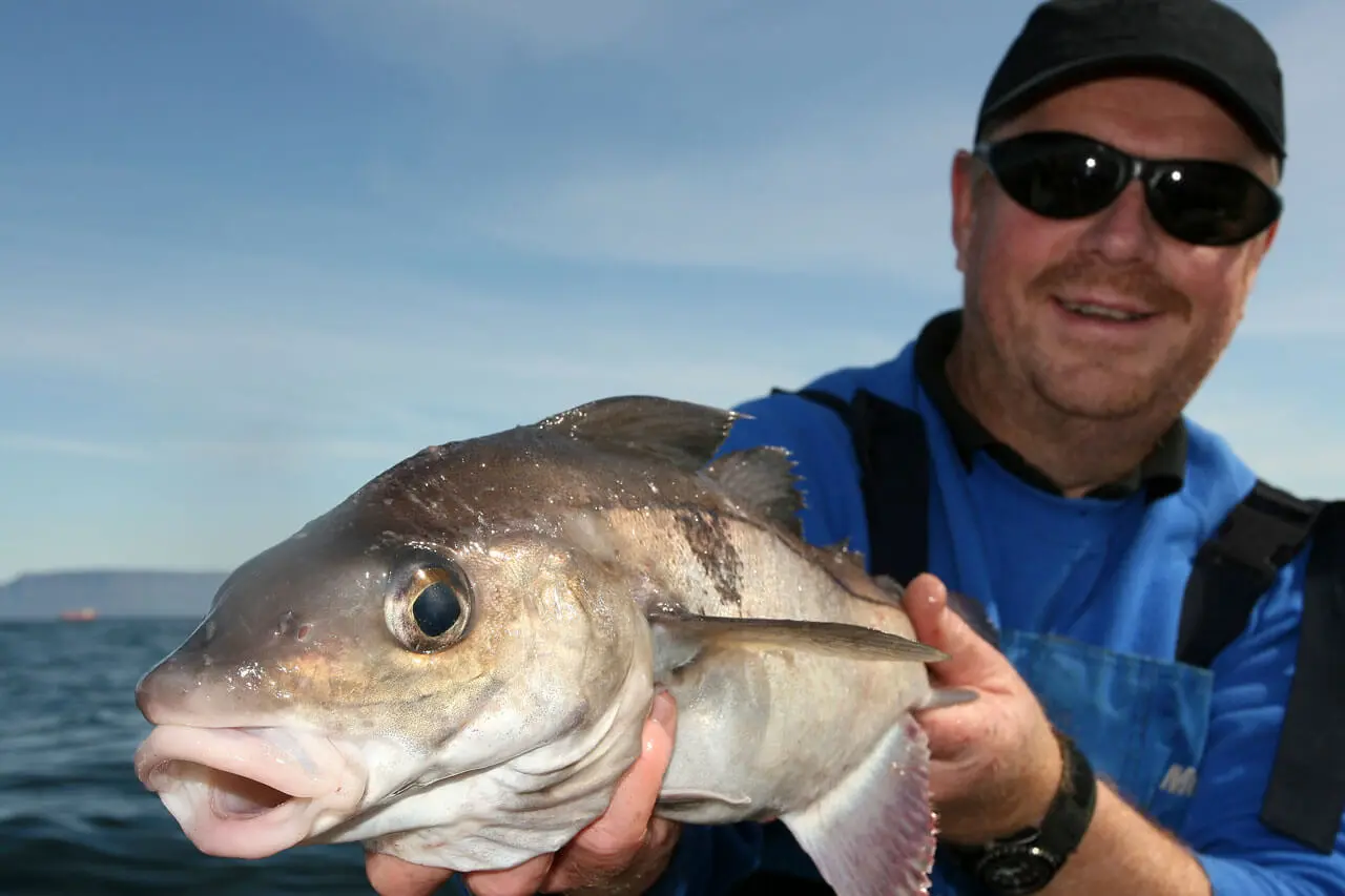 Fishing Haddock on spinning: places and methods of catching fish