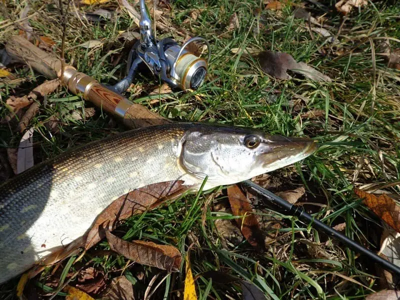 Fishing in October on rivers and lakes