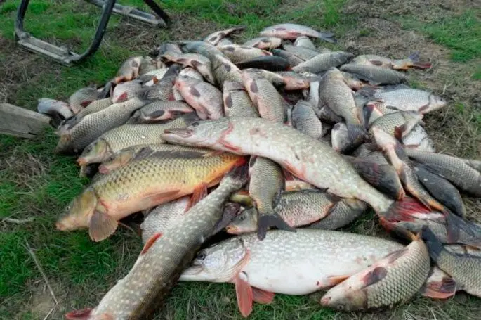 Fishing in the Nizhny Novgorod region: free and paid reservoirs
