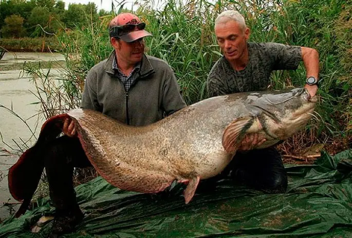 Fishing on the Oka in the Serpukhov region, paid and free reservoirs