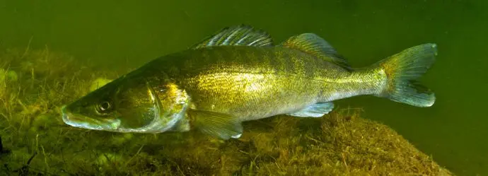 Fishing on the rivers of the Kirov region and in Kirov, an overview of reservoirs