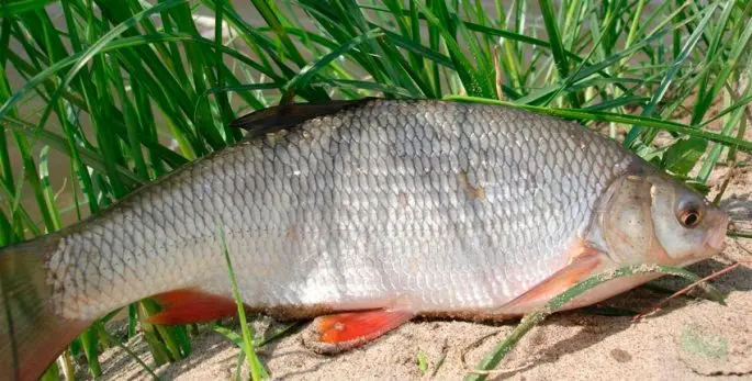 Fishing on the rivers of the Kirov region and in Kirov, an overview of reservoirs