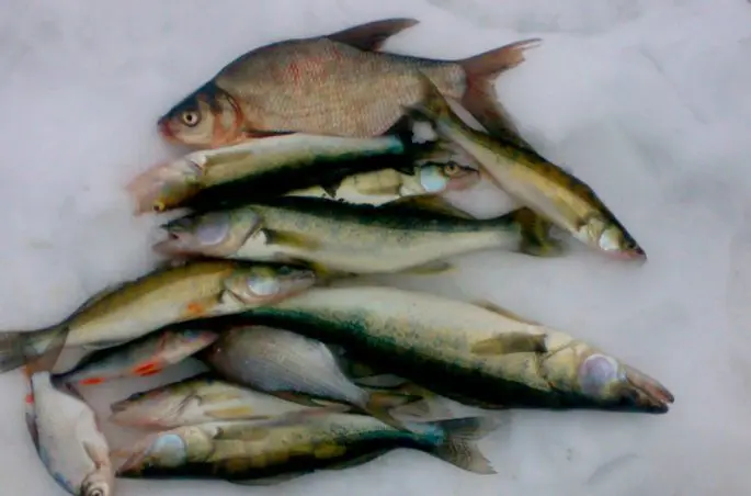 Fishing on the Yauza reservoir: the best places to catch fish