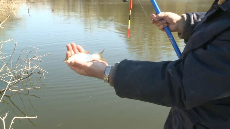 Fishing with a float rod