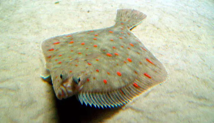 Flounder: habitat, flounder fishing from boat and shore