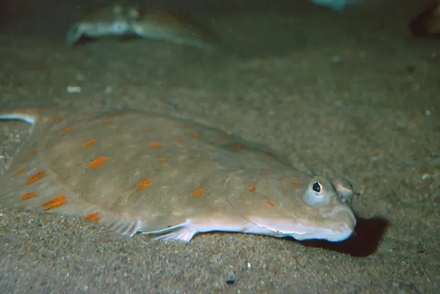 Flounder: habitat, flounder fishing from boat and shore