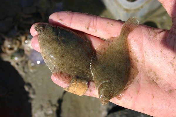 Flounder: habitat, flounder fishing from boat and shore