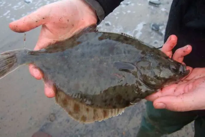 Flounder: habitat, flounder fishing from boat and shore