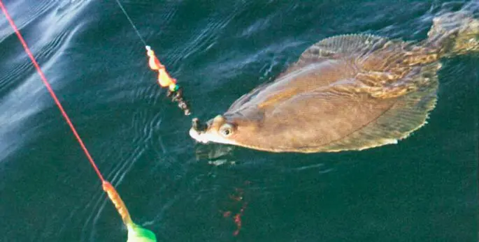 Flounder: habitat, flounder fishing from boat and shore