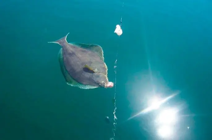 Flounder: habitat, flounder fishing from boat and shore