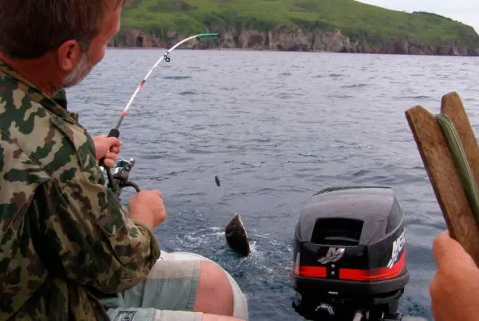 Flounder: habitat, flounder fishing from boat and shore