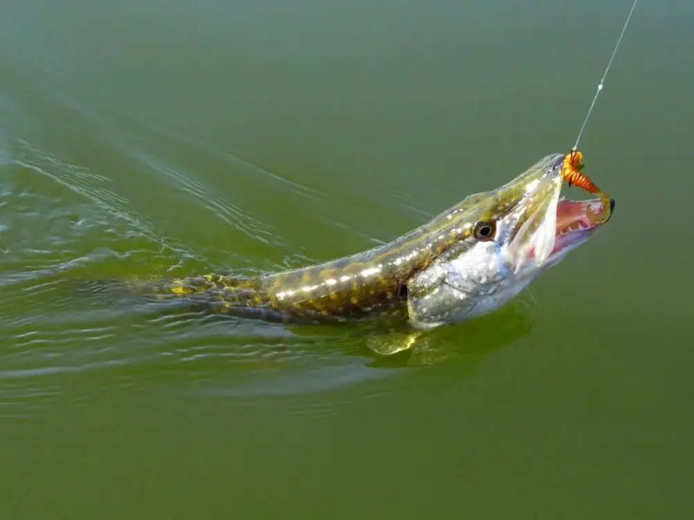 Fluorocarbon leaders for pike