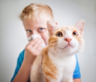 Four-legged problem. Cat allergy &#8211; how to deal with it?