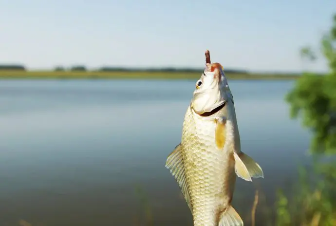 Free fishing in the suburbs, maps of water bodies, fishing spots