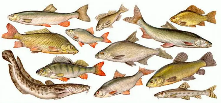 Freshwater fish of Russia: with photos and names, river fish