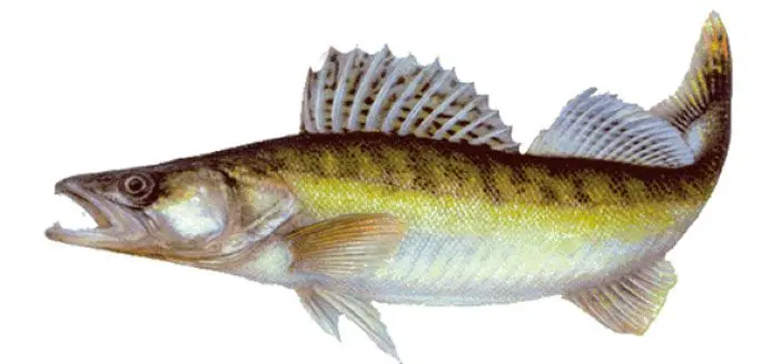 Freshwater fish of Russia: with photos and names, river fish