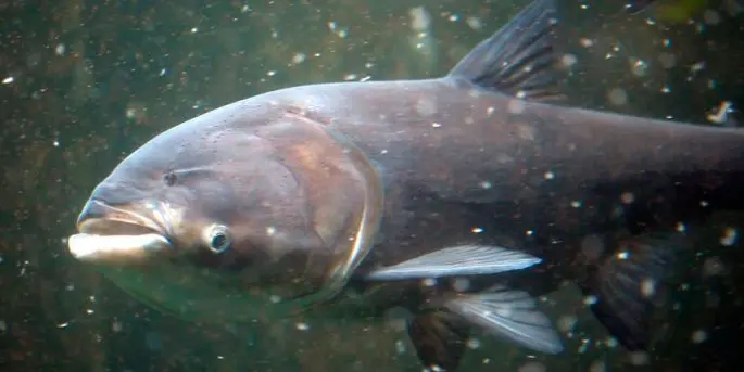 Freshwater fish of Russia: with photos and names, river fish