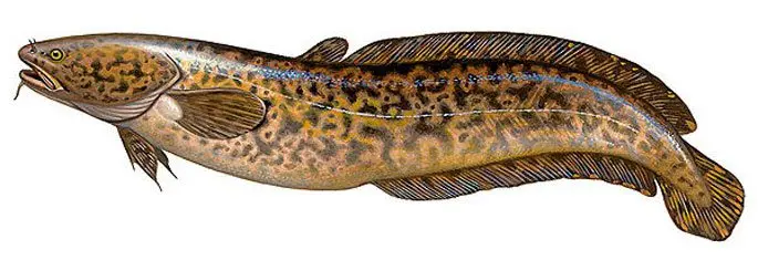 Freshwater fish of Russia: with photos and names, river fish