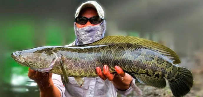 Freshwater fish of Russia: with photos and names, river fish