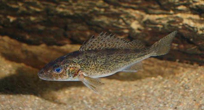 Freshwater fish of Russia: with photos and names, river fish