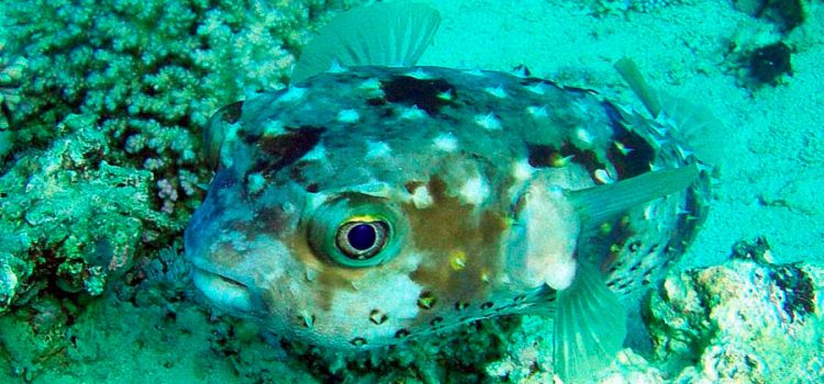 Fugu fish: what it looks like, where it lives, what it eats