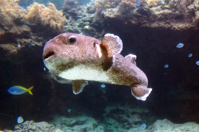 Fugu fish: what it looks like, where it lives, what it eats