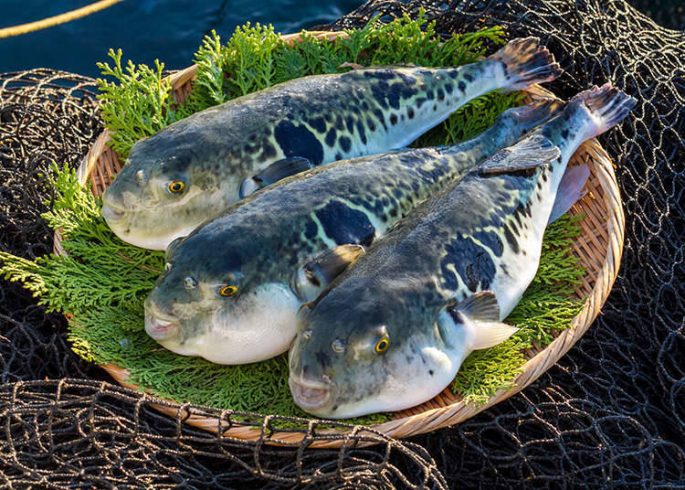 Fugu fish: what it looks like, where it lives, what it eats