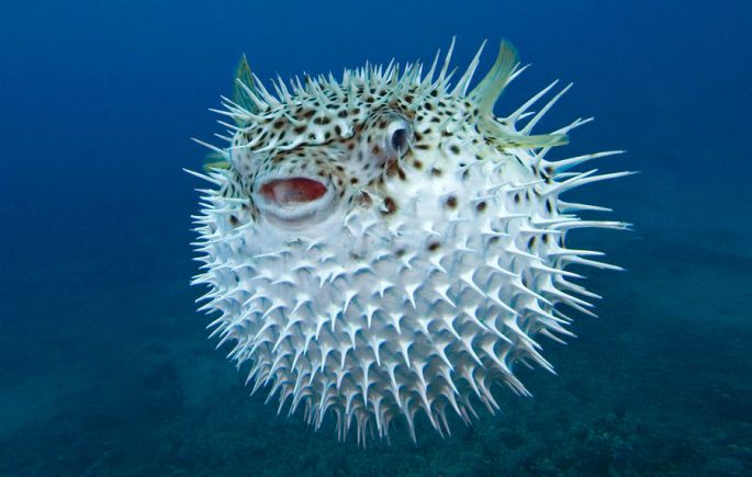 Fugu fish: what it looks like, where it lives, what it eats