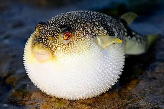 Fugu fish: what it looks like, where it lives, what it eats