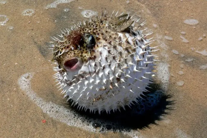 Fugu fish: what it looks like, where it lives, what it eats