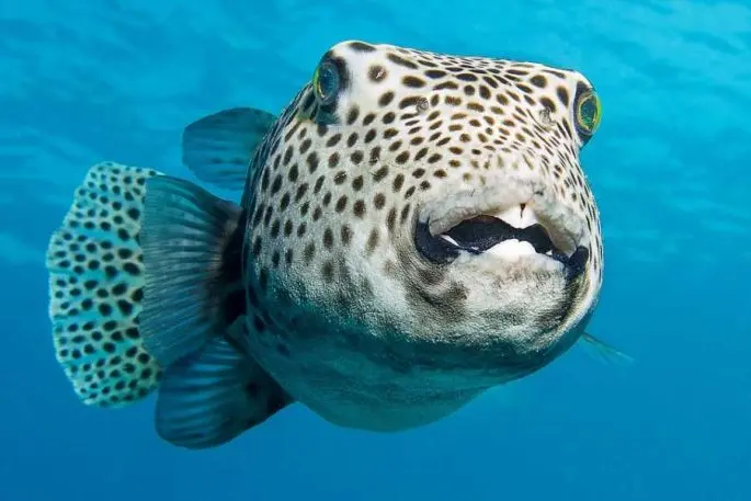 Fugu fish: what it looks like, where it lives, what it eats