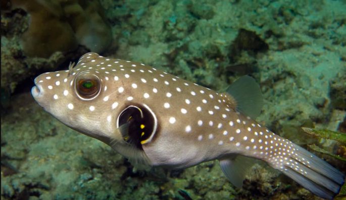 Fugu fish: what it looks like, where it lives, what it eats