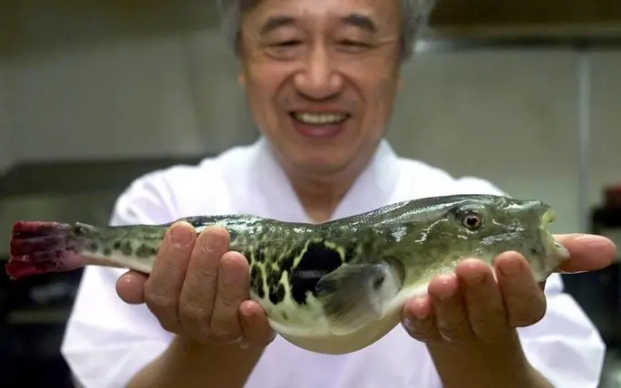 Fugu fish: what it looks like, where it lives, what it eats