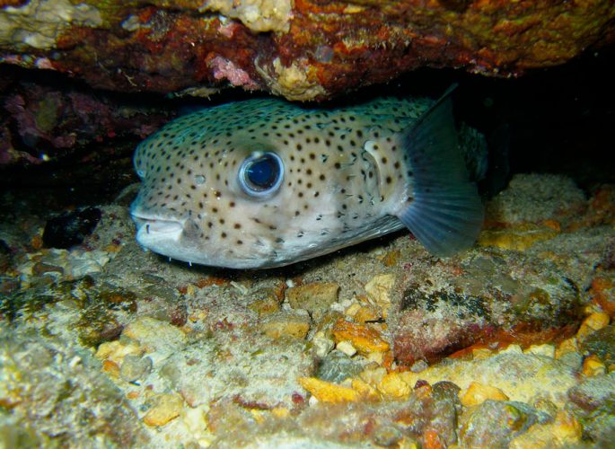 Fugu fish: what it looks like, where it lives, what it eats