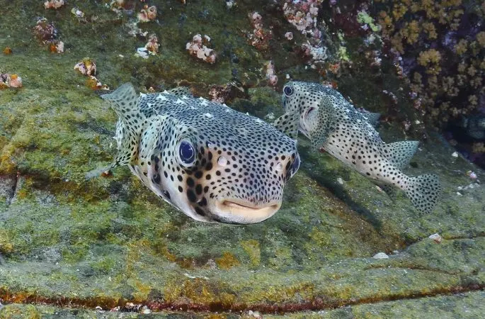 Fugu fish: what it looks like, where it lives, what it eats